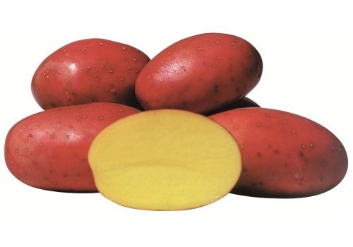 Batata